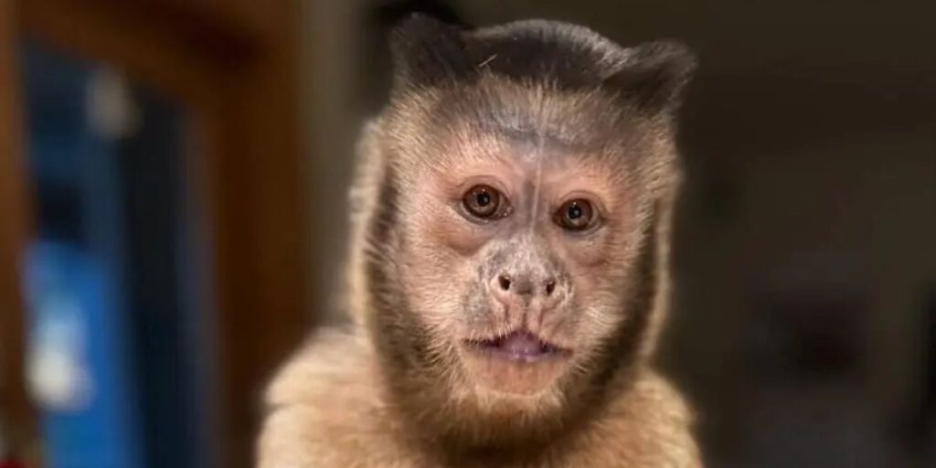 Gaitlyn Rae black-capped capuchin monkey social media star