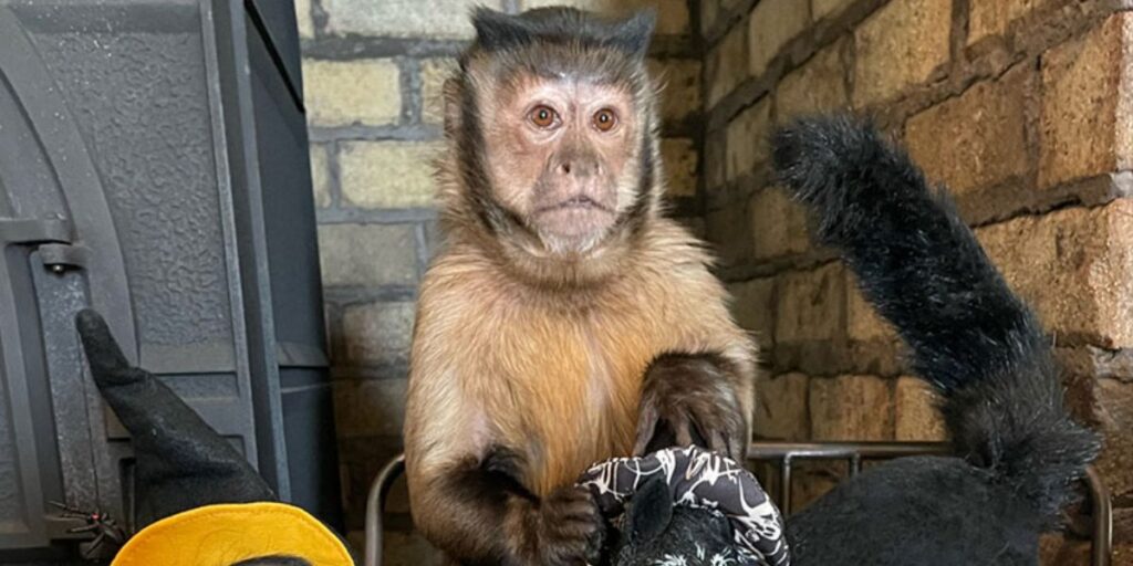 Jessica Lacher with Gaitlyn Rae capuchin monkey Annalee Dolls ambassador